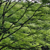 金同学