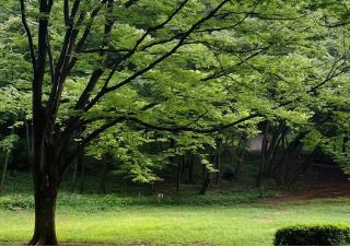 语言学校丨东京入管局2026年在留资格申请和交付日程来啦