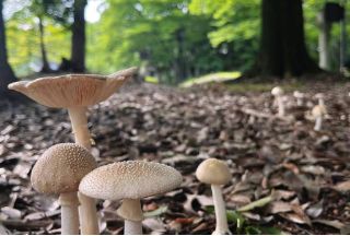 语言学校涨学费通知 3！！